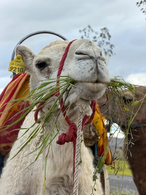 Camel ride — Agafay — 3