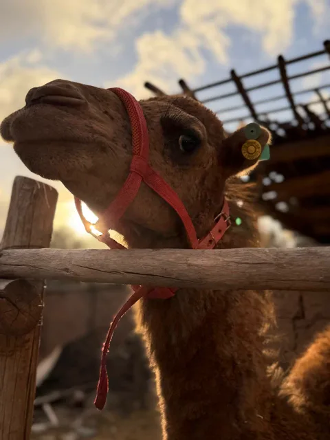 Camel ride — Agafay — 5